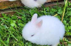 D&B staycation Ferienpark - Foto 25