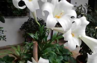 El patio de Regina - Foto 38