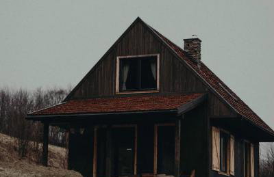 Mech i brzoza - Foto 5