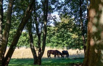 Gutshaus Zarchlin - Photo 7