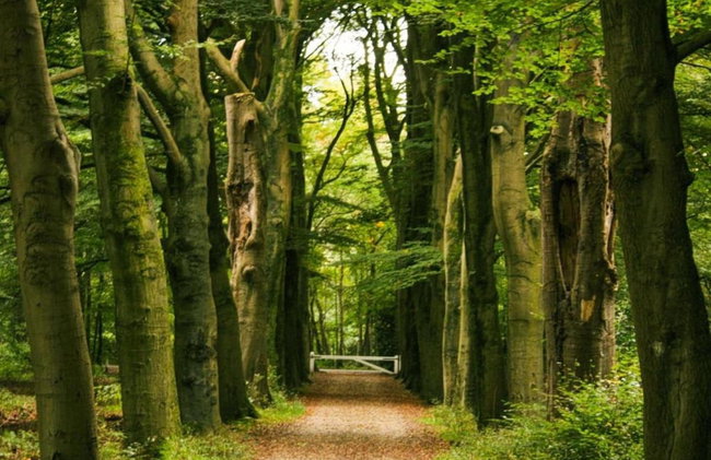 Finnish Chalet with Private Garden & Sauna near Veluwe - Foto 32