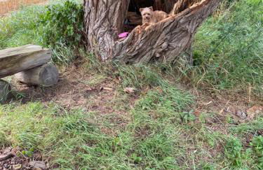 Ferienhaus - 135 qm - 3 SZ - 2 Terrassen - Nähe Insel Poel Ostsee - Foto 47