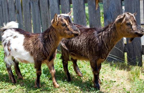 Apartments Ansitz Wildberg - Photo 9