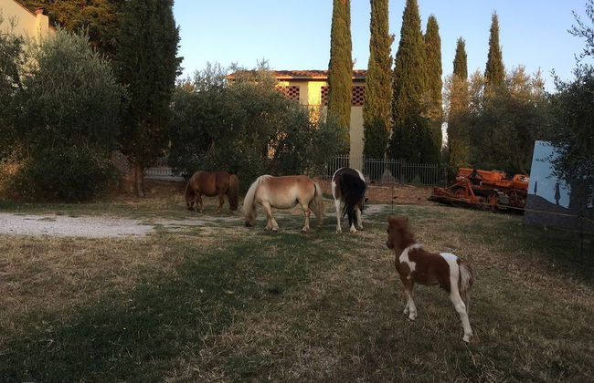 Agriturismo Podere Sottogello - Foto 8