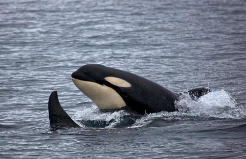 West Horizon holiday cottage - Foto 51