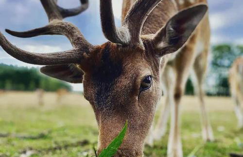 Domek za miastem - agroturystyka Bobrowniki - Foto 3