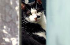 Torre Bella Gardens - Foto 42