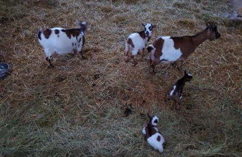 Gite " la prairie" - Foto 11