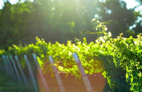 North Fork House for Rent - Photo 55