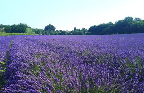 LA GARDE ADHEMAR, L'escalier Médiéval - Foto 63