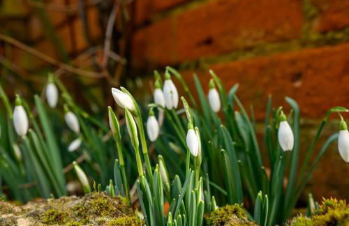 Mulberry Cottage - Photo 17