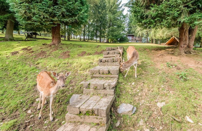 Holiday Home in Houffalize With Terrace - Photo 3