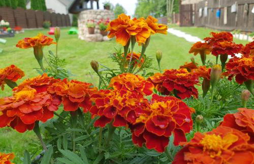 Aleksandrówka - Domek Anastazja - Foto 38