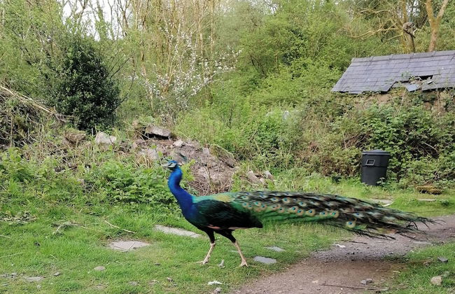 Countryside Cottage Retreat at Ty'r Cwm Farm - Photo 19
