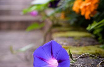 Haus Kallin - Foto 40