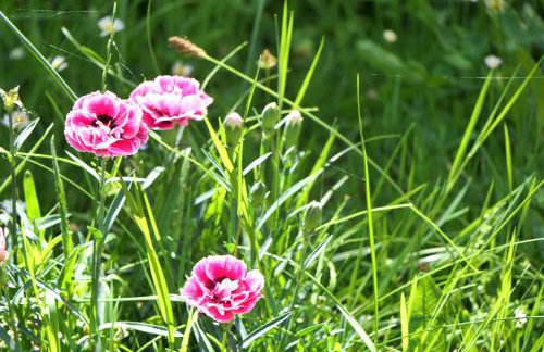 Superbe T3- Two bedrooms appartment with garden and pétanque! Perfect Spot! - Photo 17