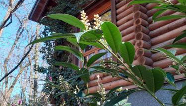 Holzhaus am See - Foto 3