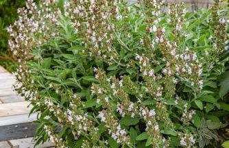 KrinesGReece - Foto 39