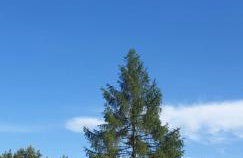 Zielona Mila Dom Wakacyjny - Foto 11