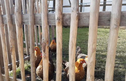 Pension Will - Foto 23