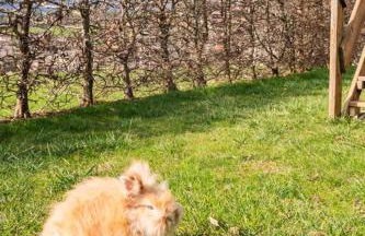 Cottage Casa Felice - Foto 20