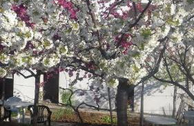 Apartman Ivona - Photo 37