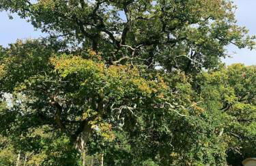 Aspen Leaves: The perfect farm retreat - Foto 12