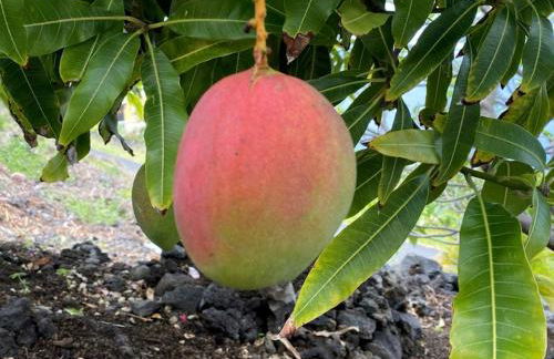 Idyllic Getaway with Ocean Views in Captain Cook, Hawaii - Foto 12