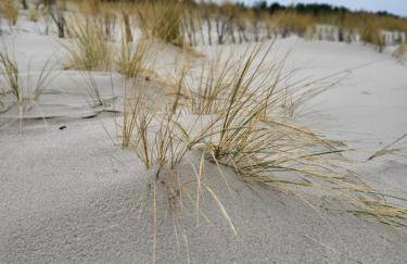 Apartament Leśny Ogród - kompleks Wydma & Las - 200 m do Morza, widok na sosnowy las, leśny ogród o pow 160 m2, bezpłatny parking, faktura VAT, ochrona, plac zabaw, boisko wielofunkcyjne - Photo 19