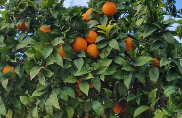 SUNSHINE Apartment - Photo 28