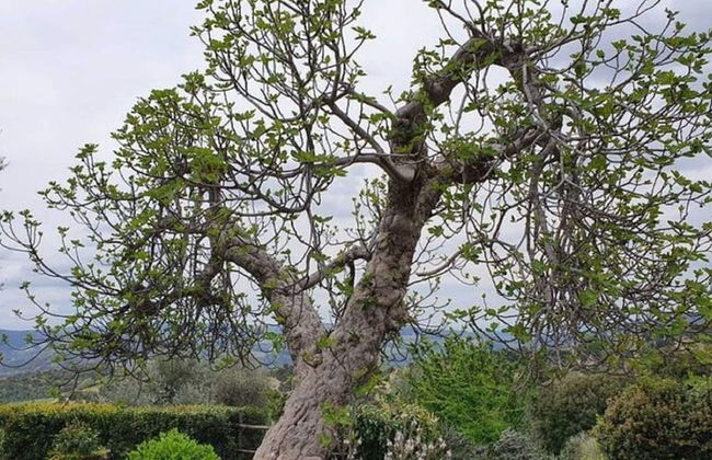 Tuscan Scenic View Stay - Foto 15