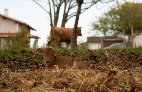Biohof Liebhart - Photo 8