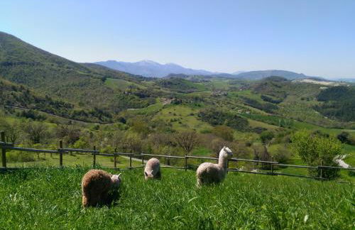 L'ALPACA DELLA ROSSA - AGRITURISMO - Foto 20