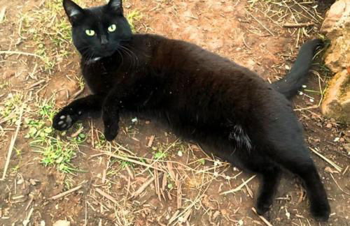 The Summerhouse, countryside retreat with private hot tub - Foto 30