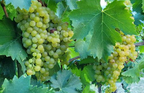 Appartamento Dolcetto in Cascina Marenco Langhe Country House - Foto 6