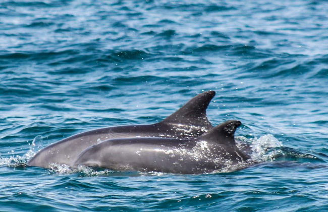 Avistamiento de delfines en Djerba - Foto 1