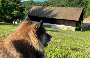 Dom Pod Dębem Agroturystyka - Foto 71