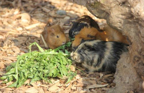 Ferienwohnung Nr 4 - Foto 15