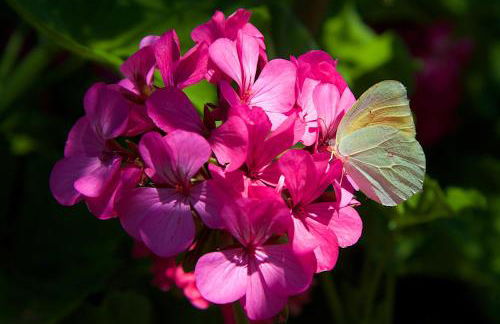 Nikos Studios and Apartments - Photo 28