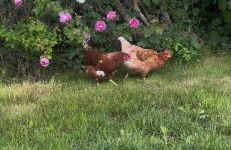 Campbell's Cottage - Foto 38