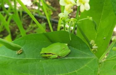 The Strawhouse under the mountain - Foto 43