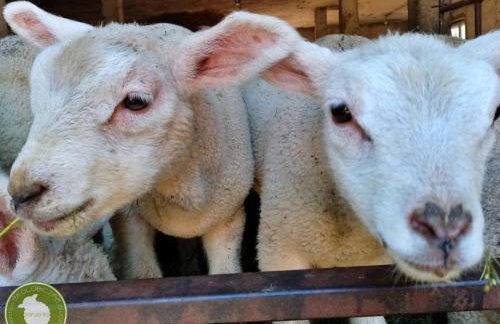 Owczarnia Agroturystyka Ekologiczne Gospodarstwo Owczarskie - Foto 33