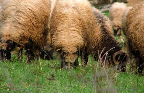 Unique retreat - Apartment Harmony with private pool - Photo 74