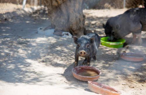 B&B Hacienda Guaro Viejo - Foto 53