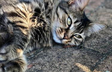 Corte Odorico - Foto 26