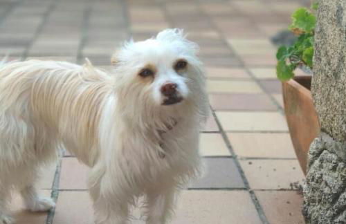 Rectoral de Fofe - Foto 90