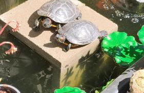 Belle dépendance, appartement cosy, tout confort - Photo 35