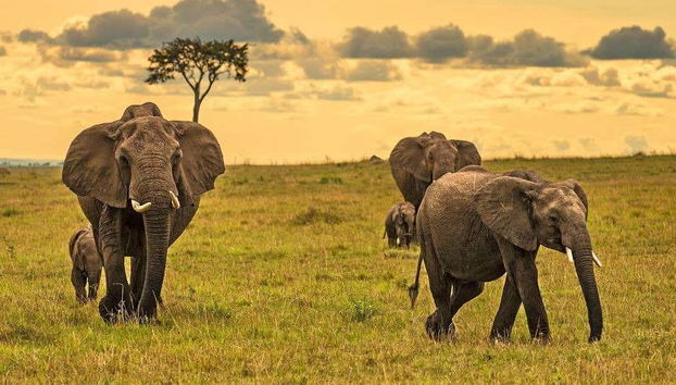 Safari de 6 días por Masái Mara, Amboseli y lago Naivasha - Foto 5
