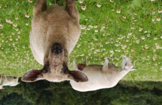 Nantgwynfaen Organic Farm Wales - Photo 21
