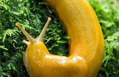 Evergreen Escape - Foto 44